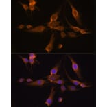 Immunofluorescence - Anti-GSTA1 Antibody (A306872) - Antibodies.com