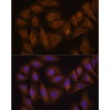 Immunofluorescence - Anti-GSTA1 Antibody (A306872) - Antibodies.com
