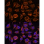 Immunofluorescence - Anti-TRIM16 Antibody (A306873) - Antibodies.com