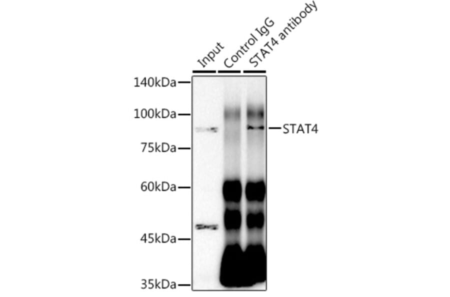 Western Blot - Anti-STAT4 Antibody [ARC1071] (A306876) - Antibodies.com