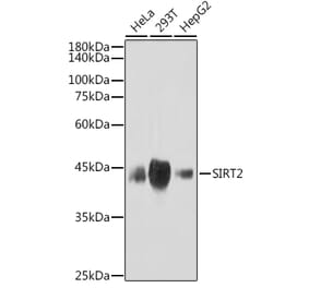 Western Blot - Anti-SIRT2 Antibody [ARC2644] (A306877) - Antibodies.com