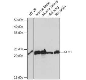 Western Blot - Anti-GLO1 Antibody [ARC0969] (A306878) - Antibodies.com