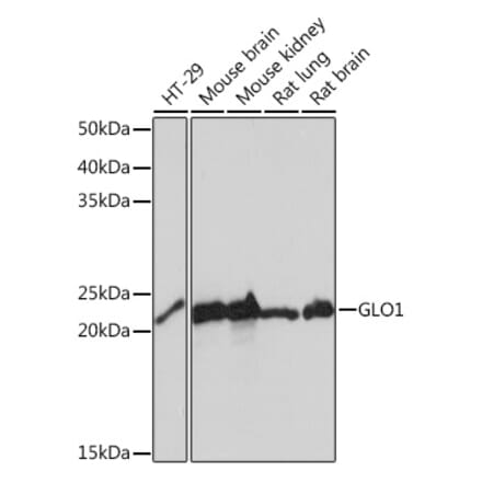 Western Blot - Anti-GLO1 Antibody [ARC0969] (A306878) - Antibodies.com