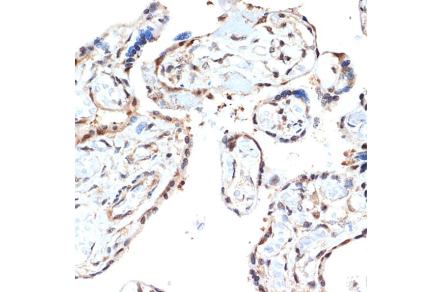 Immunohistochemistry - Anti-Proteasome 20S alpha 2/HC3 Antibody [ARC1465] (A306882) - Antibodies.com