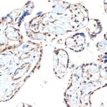 Immunohistochemistry - Anti-Proteasome 20S alpha 2/HC3 Antibody [ARC1465] (A306882) - Antibodies.com