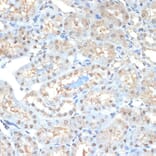 Immunohistochemistry - Anti-Proteasome 20S alpha 2/HC3 Antibody [ARC1465] (A306882) - Antibodies.com