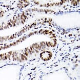 Immunohistochemistry - Anti-MCM2 Antibody [ARC2596] (A306885) - Antibodies.com