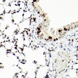 Immunohistochemistry - Anti-MCM2 Antibody [ARC2596] (A306885) - Antibodies.com