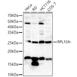 Western Blot - Anti-RPL13A Antibody (A306887) - Antibodies.com
