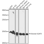 Western Blot - Anti-H2AZ2 Antibody (A306892) - Antibodies.com