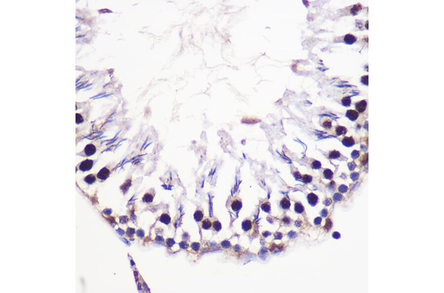 Immunohistochemistry - Anti-H2AZ2 Antibody (A306892) - Antibodies.com