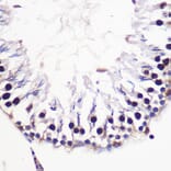 Immunohistochemistry - Anti-H2AZ2 Antibody (A306892) - Antibodies.com