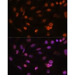 Immunofluorescence - Anti-H2AZ2 Antibody (A306892) - Antibodies.com
