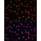 Immunofluorescence - Anti-H2AZ2 Antibody (A306892) - Antibodies.com
