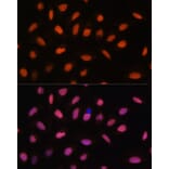 Immunofluorescence - Anti-H2AZ2 Antibody (A306892) - Antibodies.com