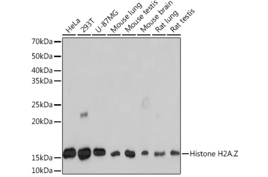 Western Blot - Anti-Histone H2A.Z Antibody [ARC1048] (A306893) - Antibodies.com