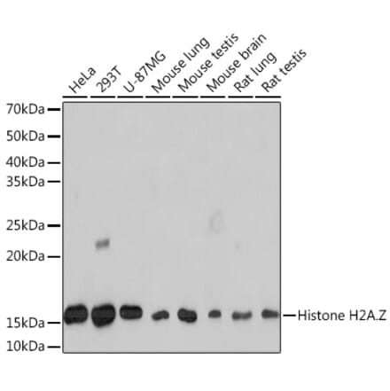 Western Blot - Anti-Histone H2A.Z Antibody [ARC1048] (A306893) - Antibodies.com