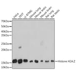 Western Blot - Anti-Histone H2A.Z Antibody [ARC1048] (A306893) - Antibodies.com