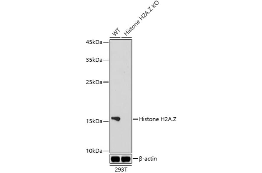 Western Blot - Anti-Histone H2A.Z Antibody [ARC1048] (A306893) - Antibodies.com