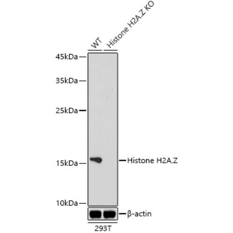 Western Blot - Anti-Histone H2A.Z Antibody [ARC1048] (A306893) - Antibodies.com