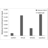 Chromatin Immunoprecipitation - Anti-Histone H2A.Z Antibody [ARC1048] (A306893) - Antibodies.com