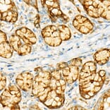 Immunohistochemistry - Anti-GCN2 Antibody [ARC52336] (A306894) - Antibodies.com