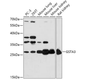 Western Blot - Anti-GSTA3 Antibody (A306897) - Antibodies.com
