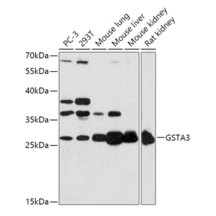 Western Blot - Anti-GSTA3 Antibody (A306897) - Antibodies.com