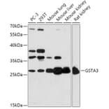 Western Blot - Anti-GSTA3 Antibody (A306897) - Antibodies.com