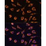 Immunofluorescence - Anti-GSTA3 Antibody (A306897) - Antibodies.com