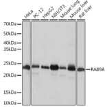Western Blot - Anti-Rab9 Antibody [ARC0332] (A306898) - Antibodies.com
