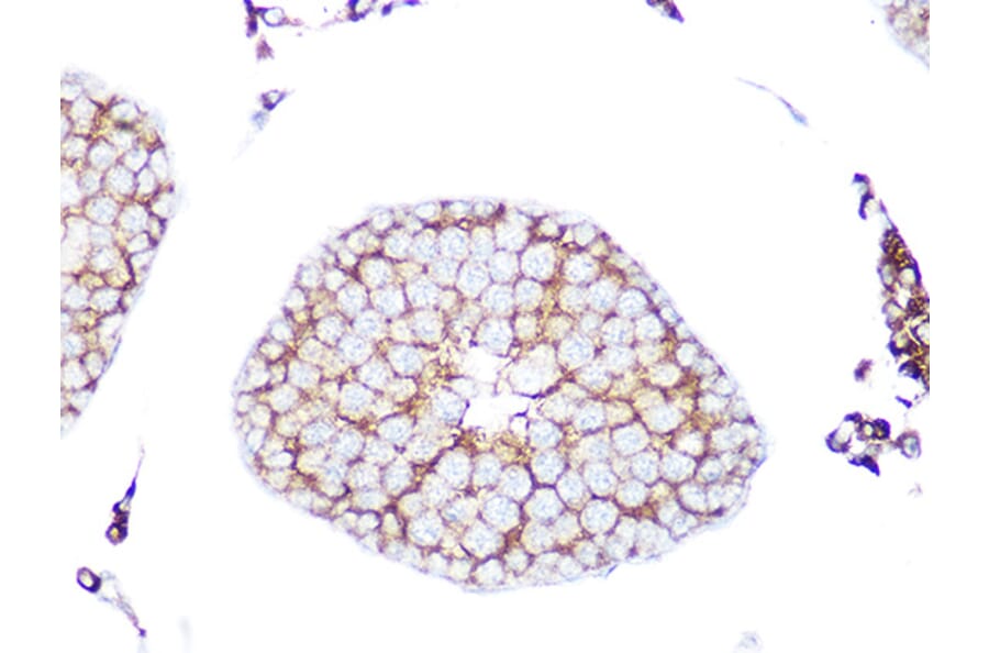 Immunohistochemistry - Anti-Rab9 Antibody [ARC0332] (A306898) - Antibodies.com