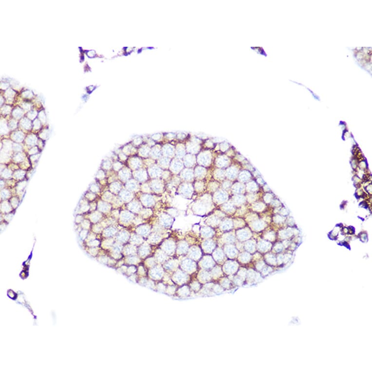Immunohistochemistry - Anti-Rab9 Antibody [ARC0332] (A306898) - Antibodies.com