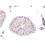 Immunohistochemistry - Anti-Rab9 Antibody [ARC0332] (A306898) - Antibodies.com