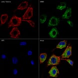 Immunofluorescence - Anti-Rab9 Antibody [ARC0332] (A306898) - Antibodies.com