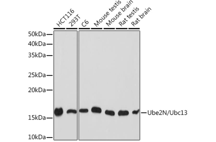 Western Blot - Anti-Ube2N/Ubc13 Antibody [ARC1495] (A306899) - Antibodies.com