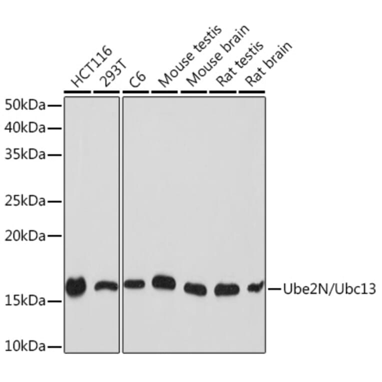 Western Blot - Anti-Ube2N/Ubc13 Antibody [ARC1495] (A306899) - Antibodies.com