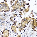 Immunohistochemistry - Anti-Ube2N/Ubc13 Antibody [ARC1495] (A306899) - Antibodies.com