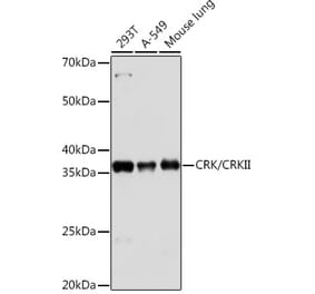 Western Blot - Anti-Crk p38 Antibody [ARC1644] (A306900) - Antibodies.com