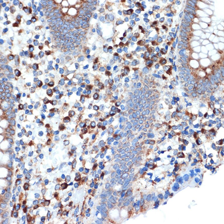Immunohistochemistry - Anti-LMAN1 Antibody [ARC1978] (A306904) - Antibodies.com