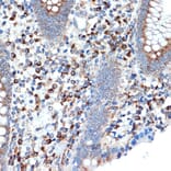 Immunohistochemistry - Anti-LMAN1 Antibody [ARC1978] (A306904) - Antibodies.com