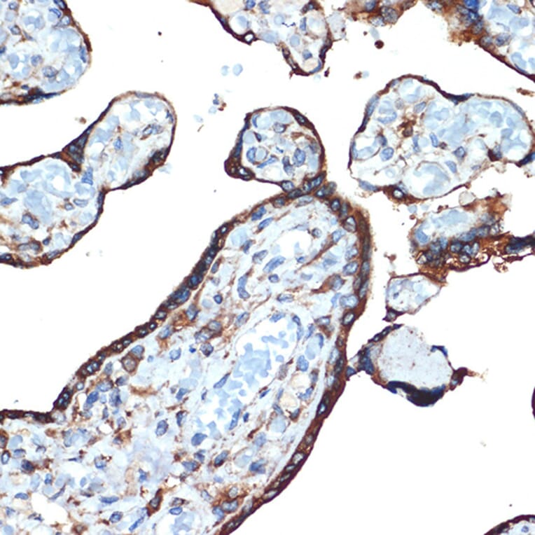 Immunohistochemistry - Anti-LMAN1 Antibody [ARC1978] (A306904) - Antibodies.com