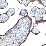 Immunohistochemistry - Anti-LMAN1 Antibody [ARC1978] (A306904) - Antibodies.com