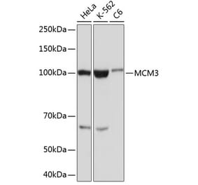Western Blot - Anti-MCM3 Antibody [ARC0607] (A306905) - Antibodies.com
