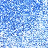 Immunohistochemistry - Anti-MCM3 Antibody [ARC0607] (A306905) - Antibodies.com