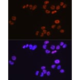 Immunofluorescence - Anti-MCM3 Antibody [ARC0607] (A306905) - Antibodies.com