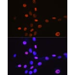 Immunofluorescence - Anti-MCM3 Antibody [ARC0607] (A306905) - Antibodies.com