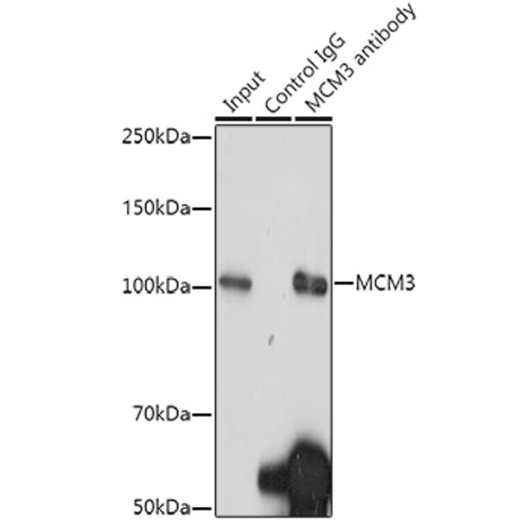 Western Blot - Anti-MCM3 Antibody [ARC0607] (A306905) - Antibodies.com