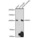 Western Blot - Anti-MCM3 Antibody [ARC0607] (A306905) - Antibodies.com