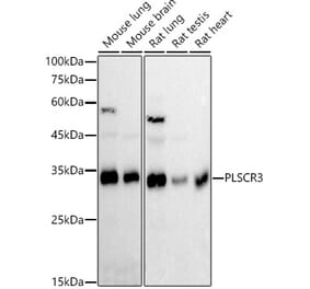Western Blot - Anti-PLSCR3 Antibody [ARC2887] (A306907) - Antibodies.com